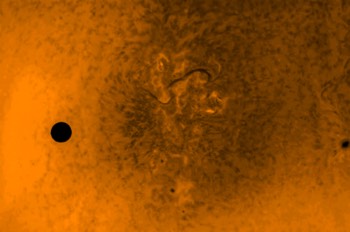  Venus Transit and Sunspots 6/5/2012 