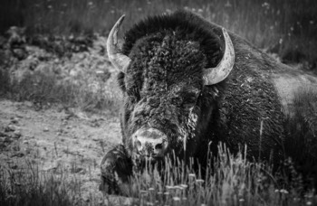  Bison, Yellowstone National Park 