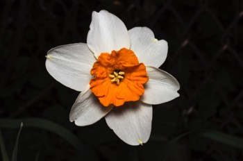  Daffodil 